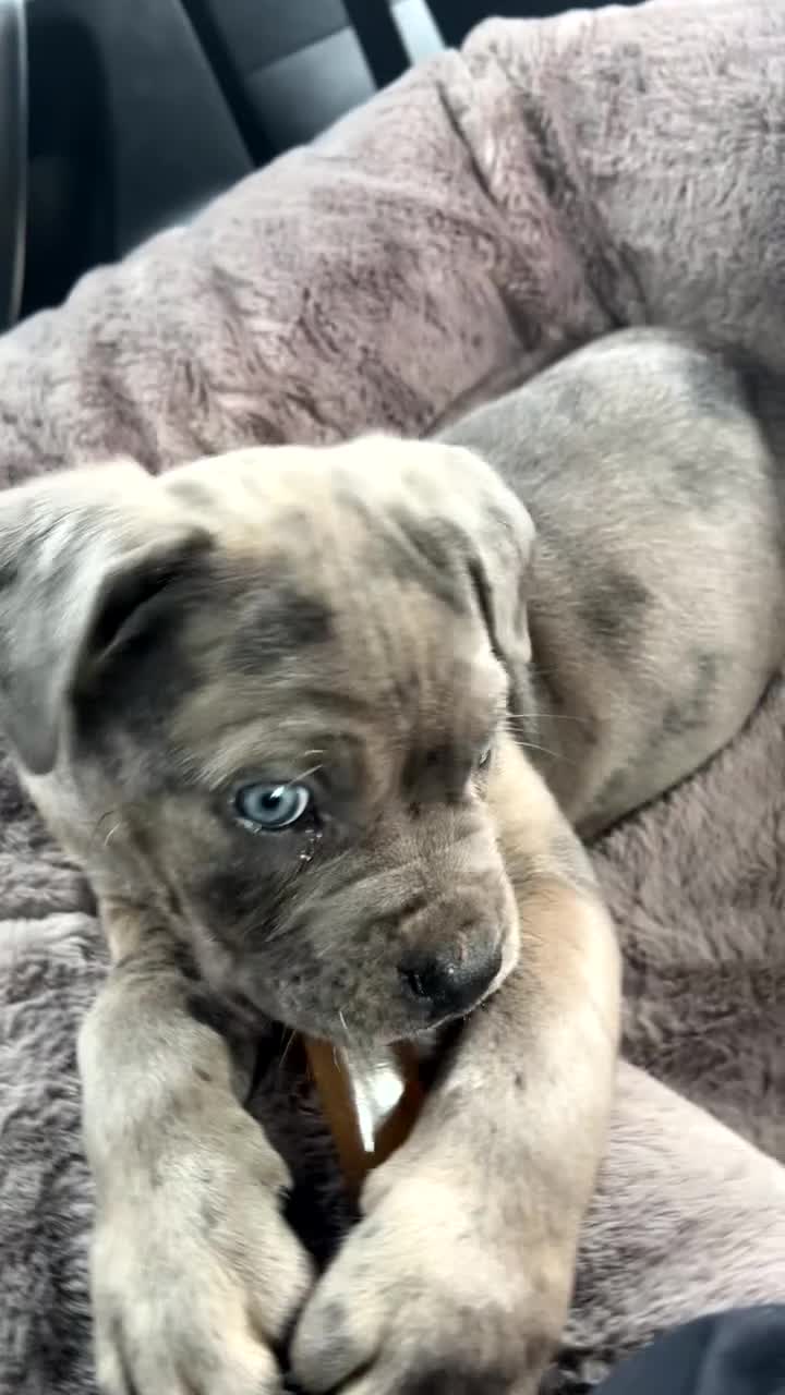 Mixed Breed dogs for sale: Nova 10 week old beautiful girl in Wembley - Video 1