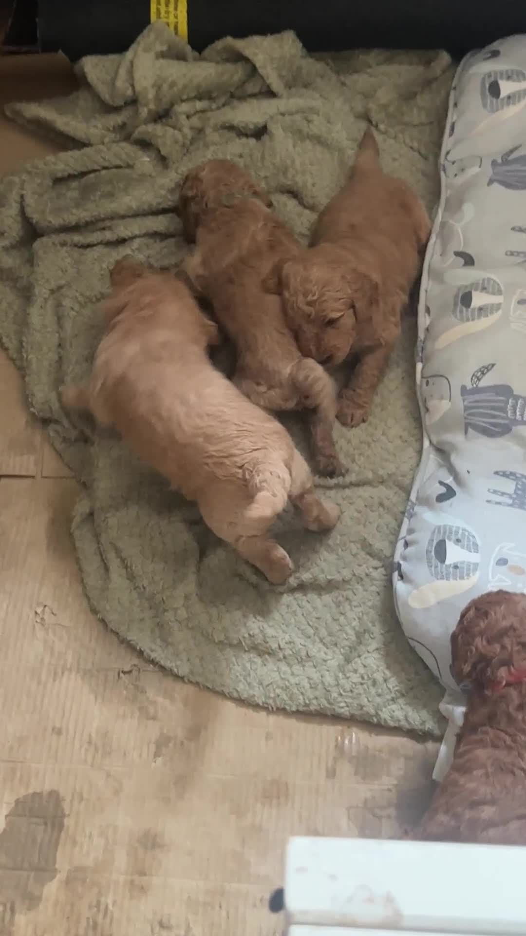 Poodle dogs for sale: Red Standard Poodle Puppies -KC 5-Gen Parents  - Video 1
