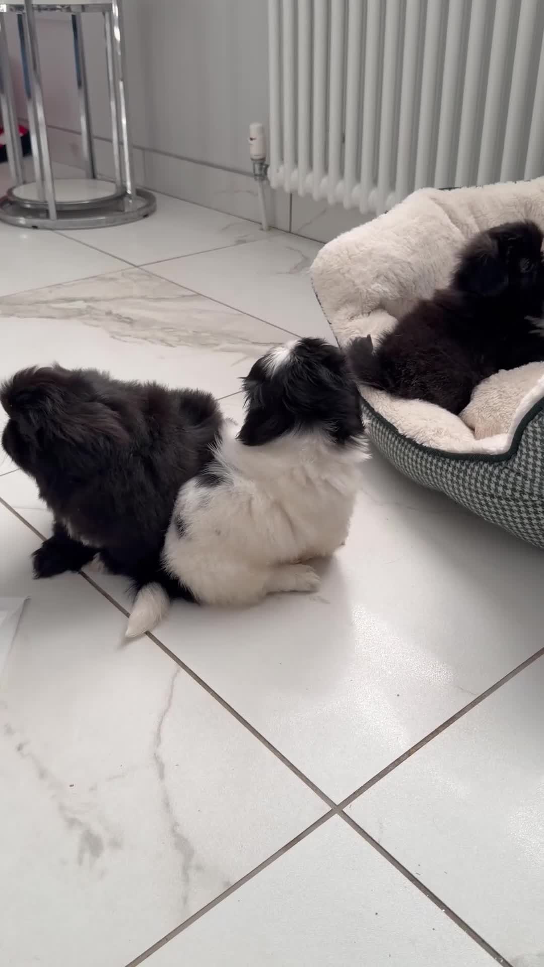 Pekingese dogs for sale: Adorable Pekingese puppies - Video 1