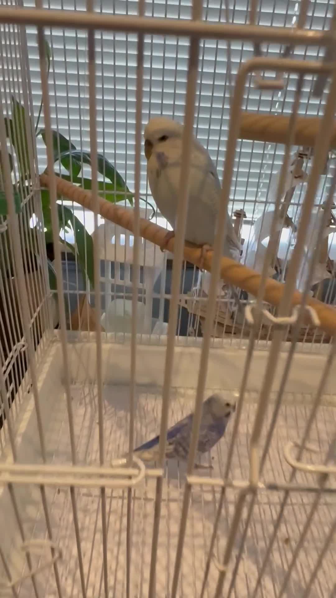 Budgerigars birds for sale: Mr Moh - Video 2
