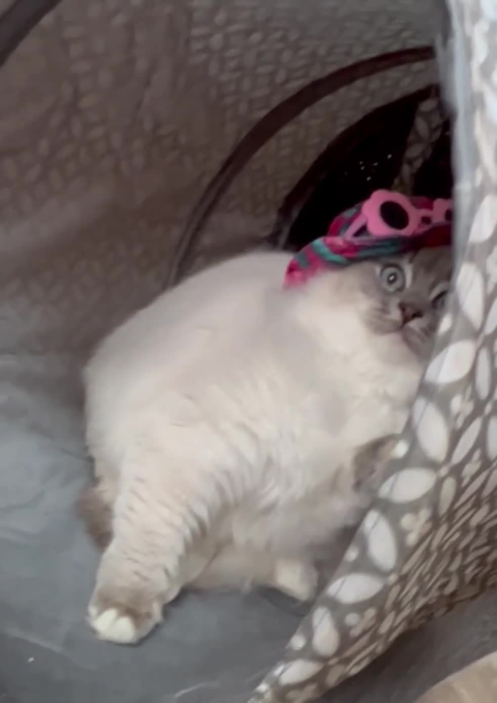 Ragdoll cats for sale: 🎖️GCCF🏆RAGDOLLS 11WKS **EXTENSIVE GENETIC TEST** - Video 1