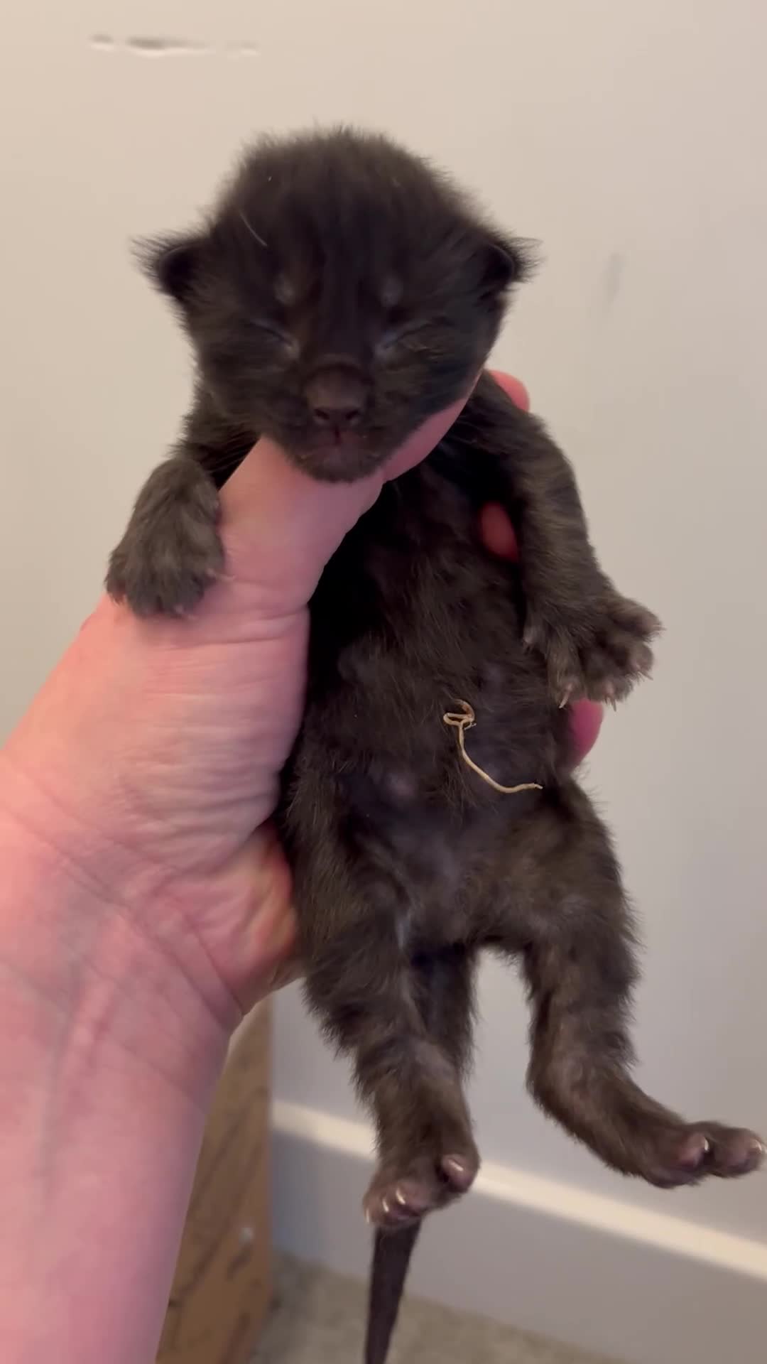 Mixed Breed cats for sale: Ragdoll x Mainecoon Kittens  in Sandown - Video 4