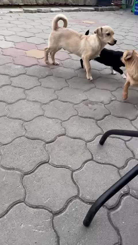 Mixed Breed dogs for adoption: FLORA - a Lovely tiny puppy girl for a Loving Home - Video 2