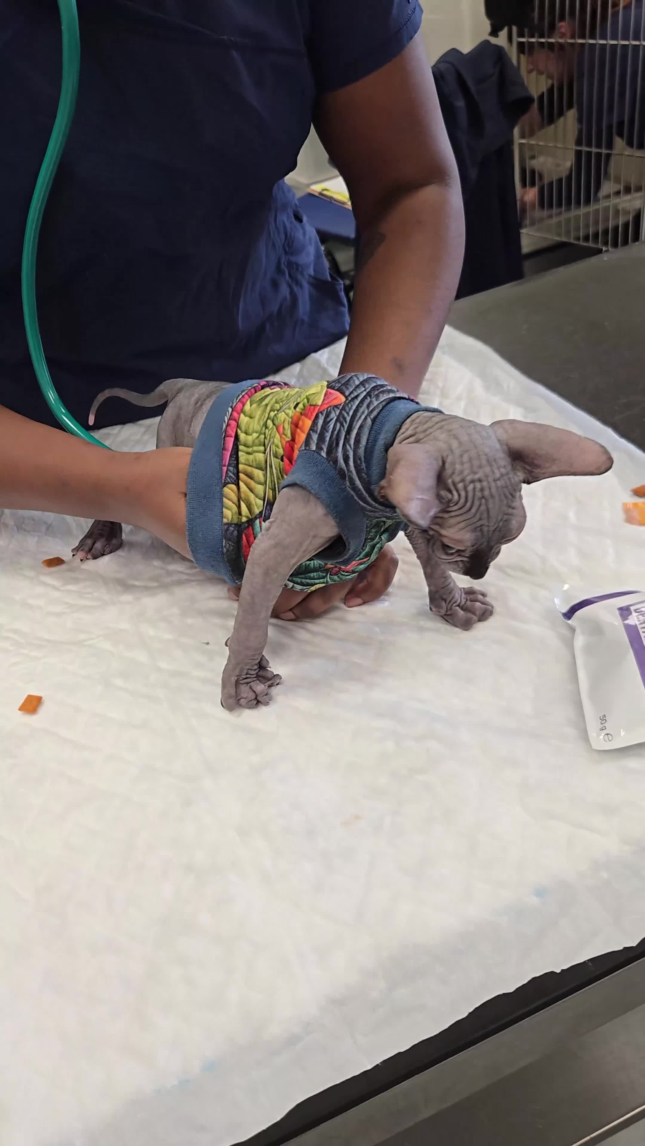 Sphynx cats for sale: Stunning Sphynx boy kitten TICA & GCCF  - Video 3