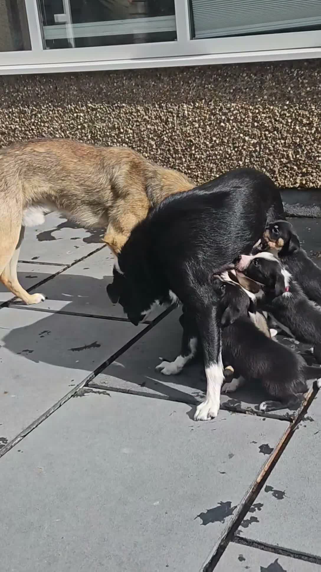 Border Collie dogs for sale: Active puppies looking for homes - Video 4