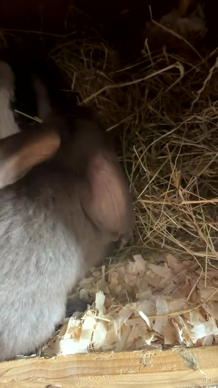 Mini Lop rabbits for sale: Chocolate mini lop buck ready now‼️ - Video 3