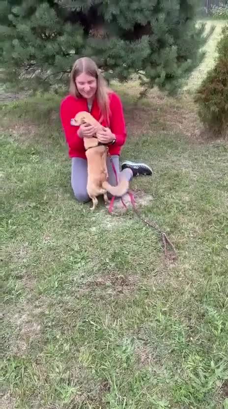 Mixed Breed dogs for adoption: ❤️🐶 MYLA (SHYLA) – 4 KG OF LOVE, CURIOSITY - Video 1