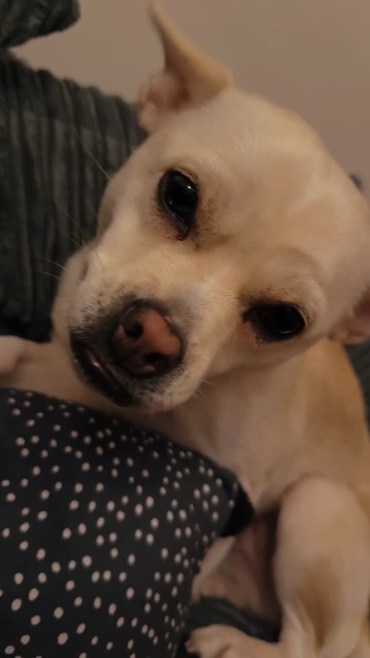 Mixed Breed dogs for sale: French Bulldog Cross  - Video 3