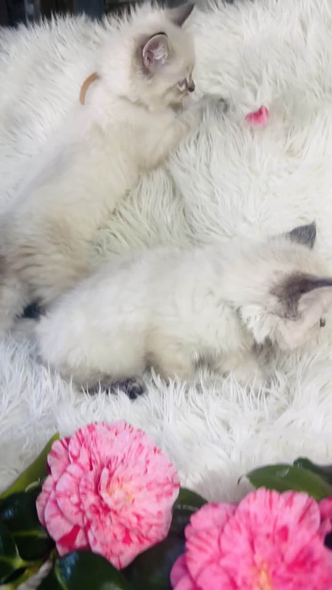 Ragdoll cats for sale: Pure Ragdoll Seal/blue point Lynx kittens - Video 1