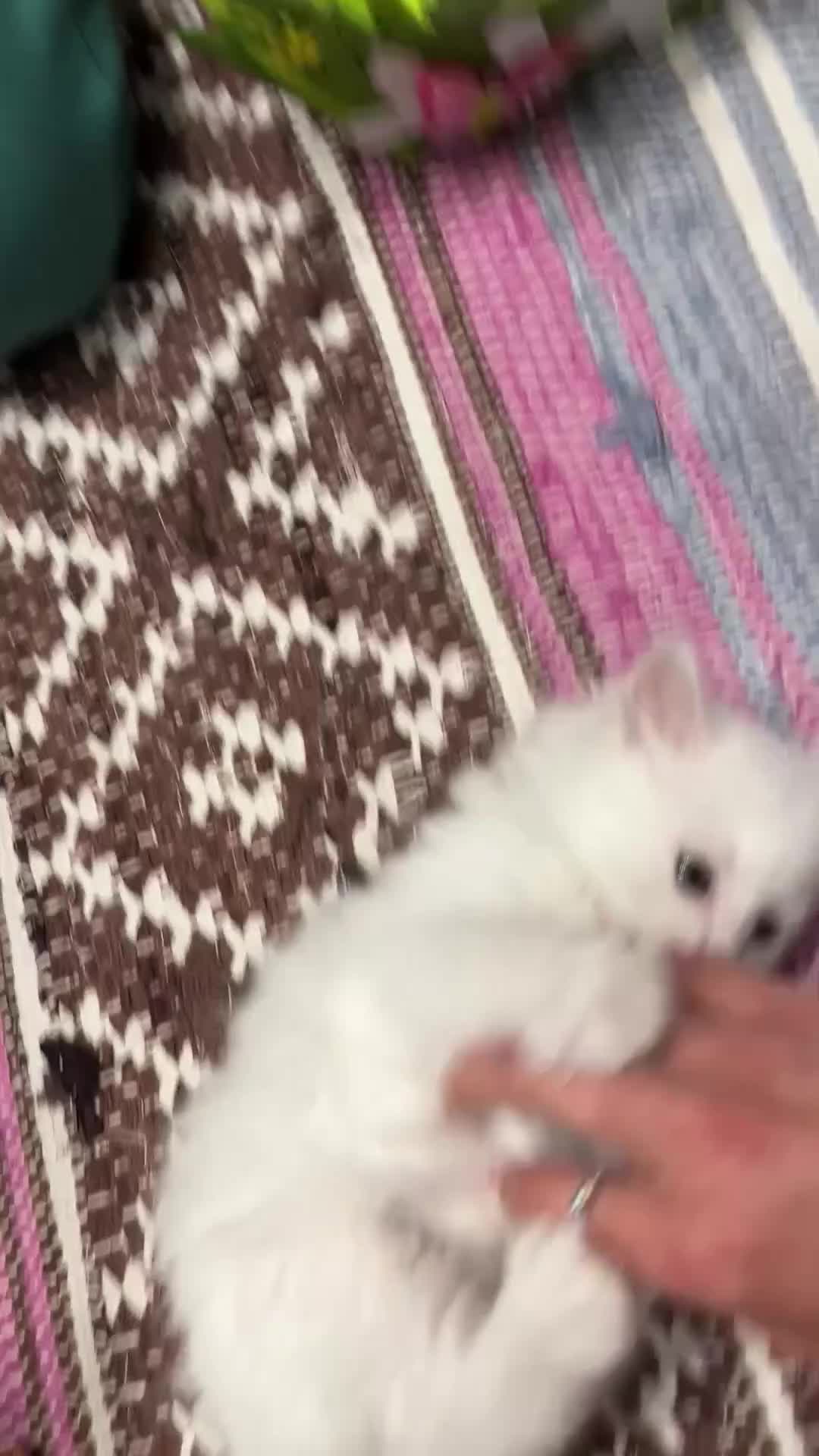 Turkish Angora cats for sale: Turkish Angora Playful Kittens - Video 5