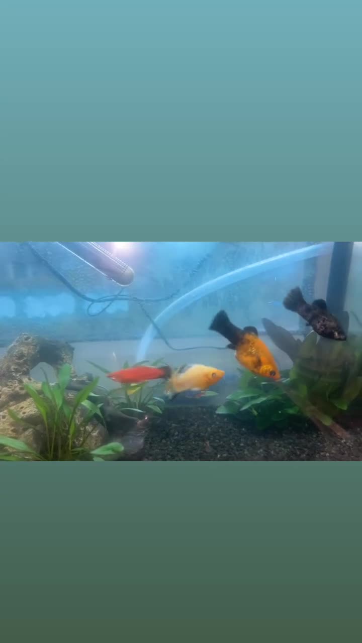 Mollies fish for sale: Tropical fish - Video 1