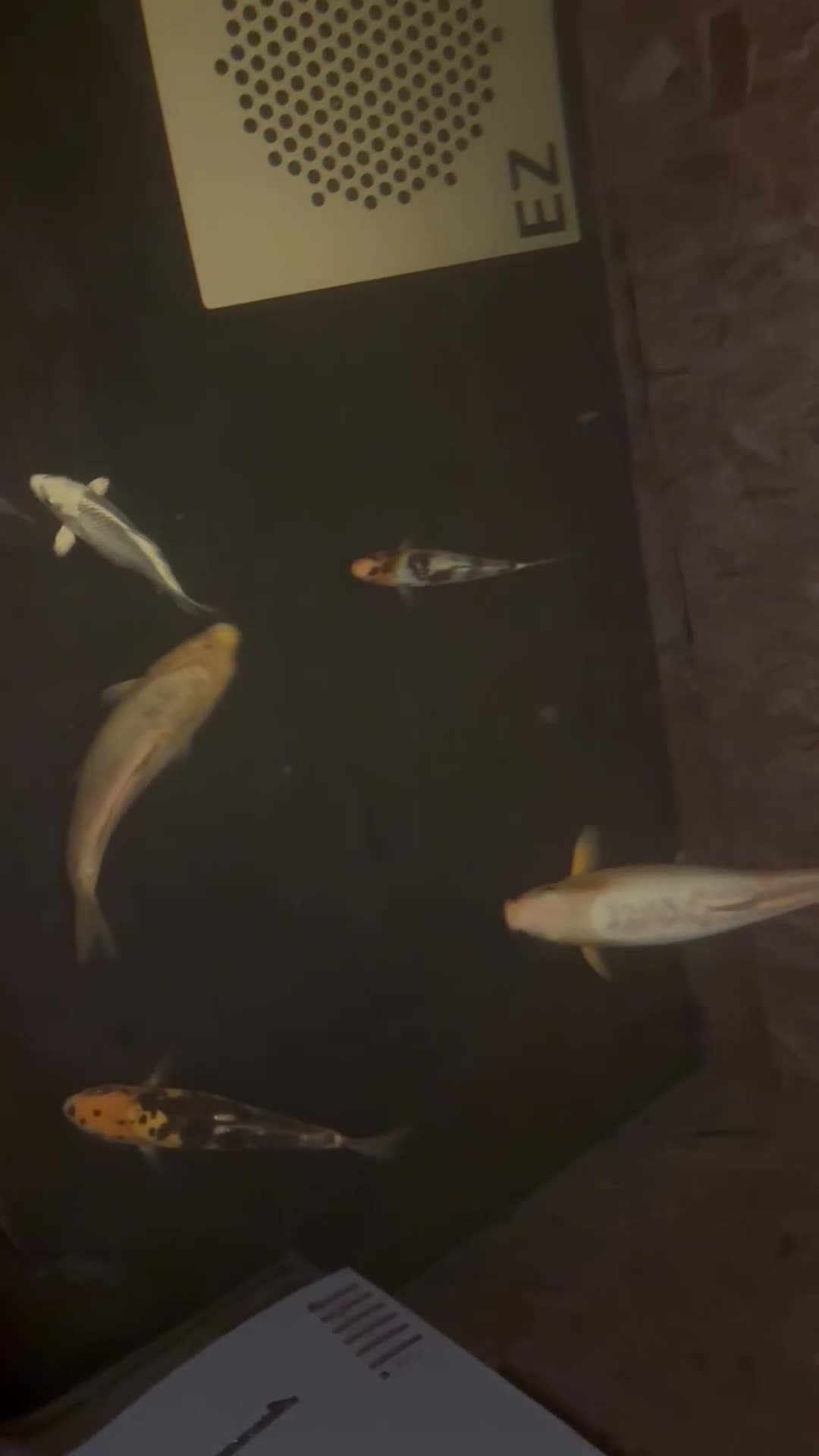 Koi Carp fish for sale: Mix of koi  - Video 1
