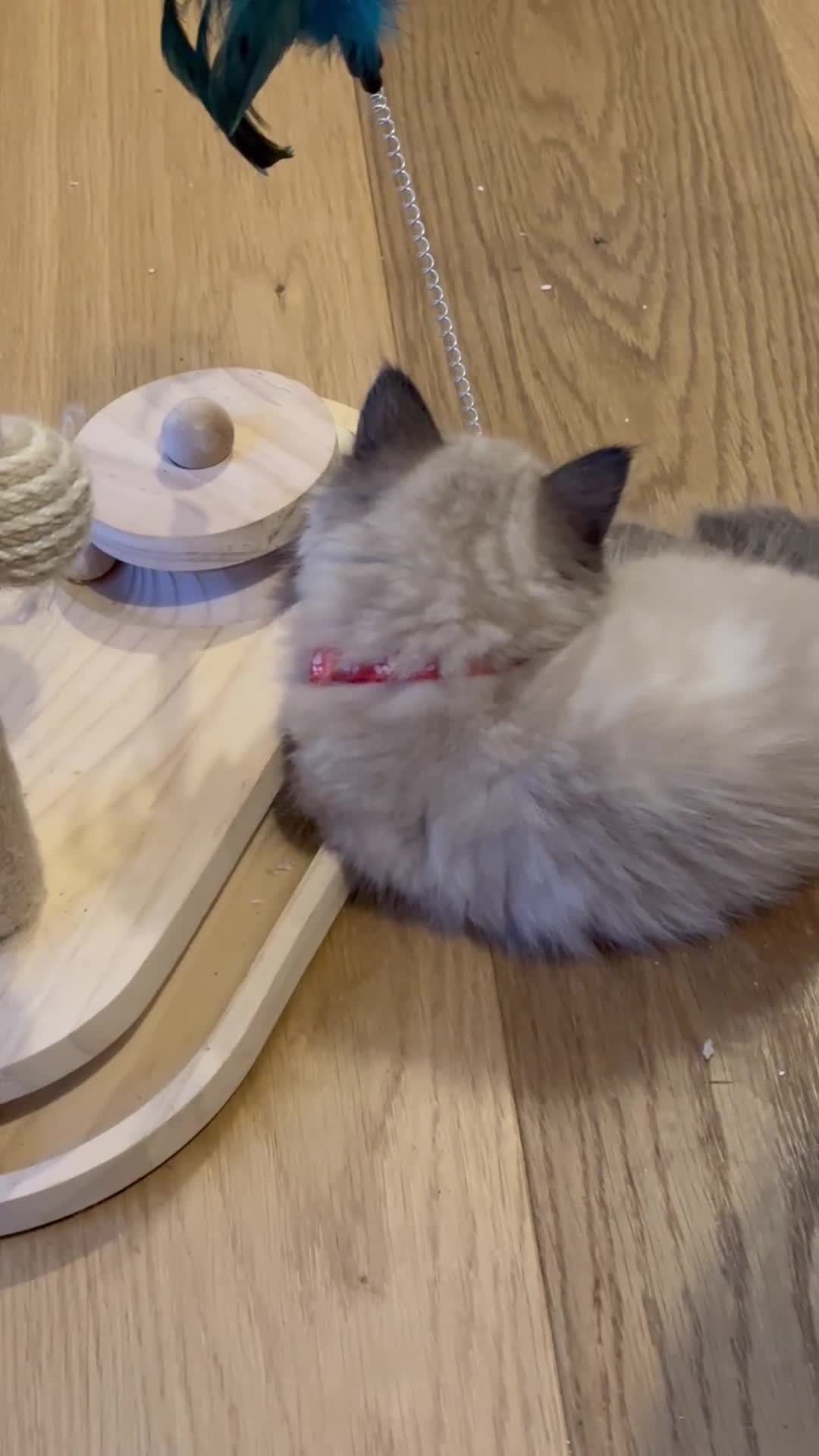 Ragdoll cats for sale: Cute Chocolate Ragdolls Ready Now - Video 2