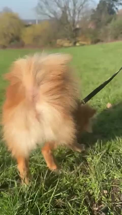 Pomeranian dogs for sale: Lulu  - Video 1