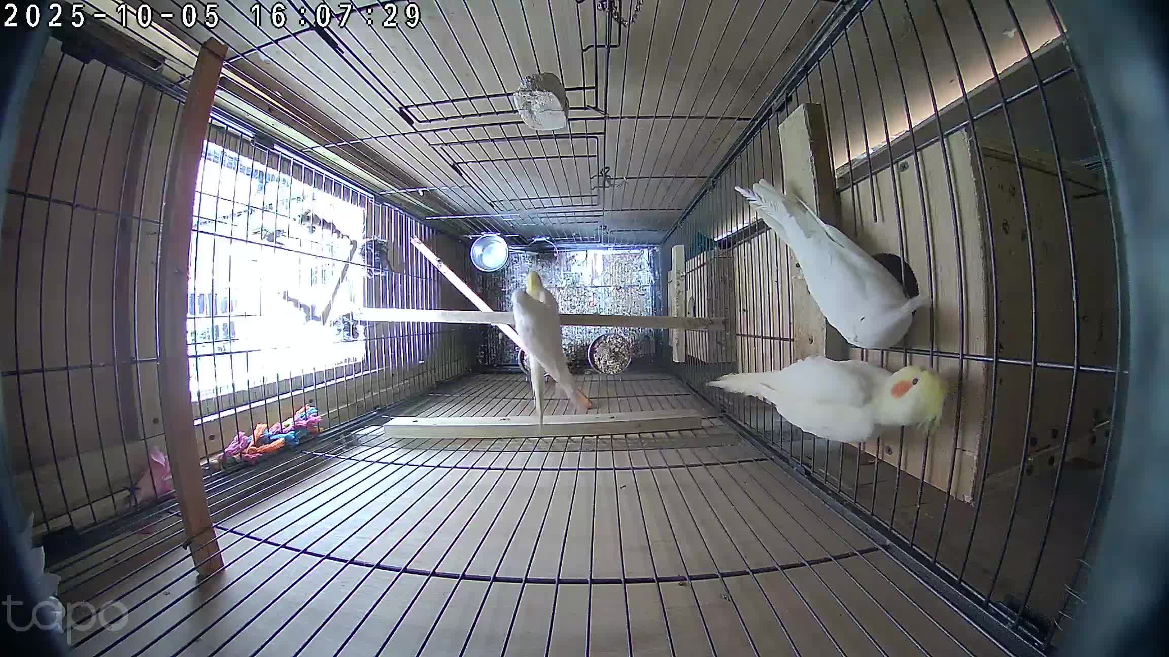 Cockatiels birds for sale:  Cockatiel pair - Video 1