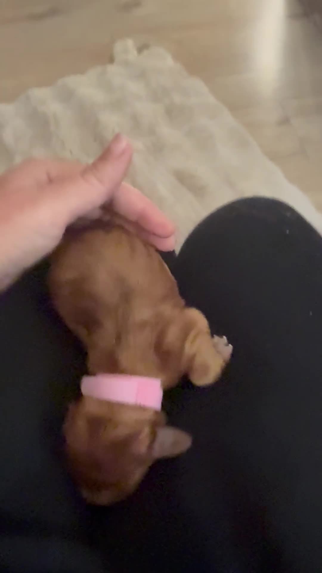 Cocker Spaniel dogs for sale: Gorgeously adorable Show Cocker Spaniels - Video 1
