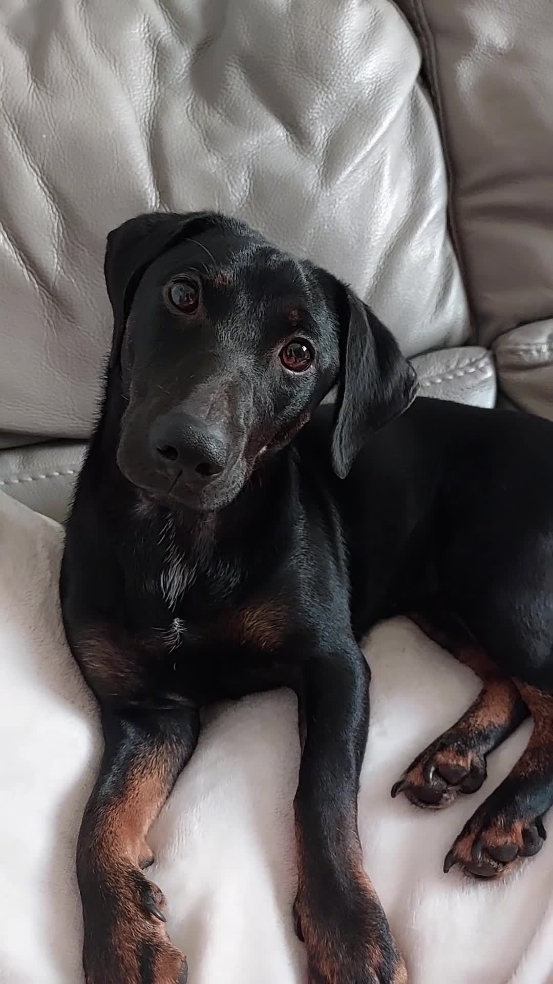 Jackshund dogs for sale: Carol  in Addlestone - Video 1
