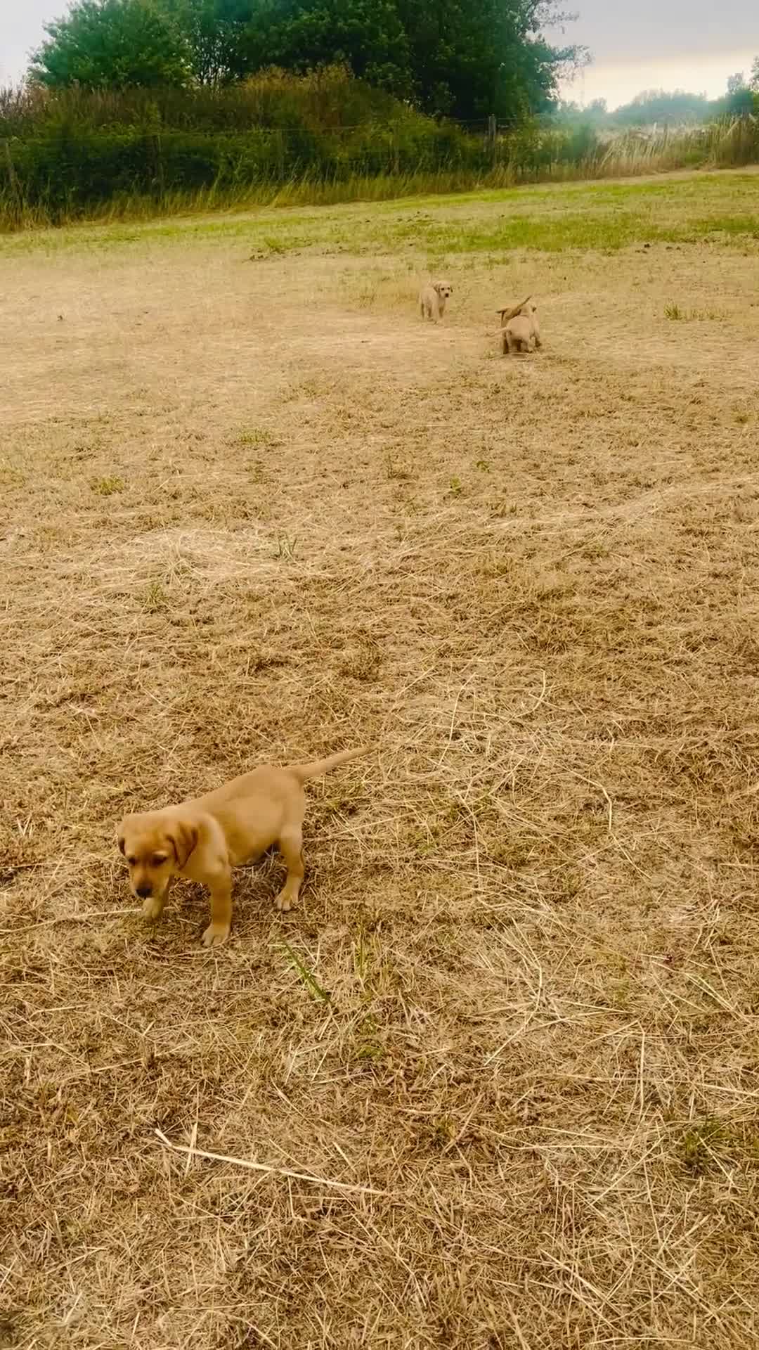 Labrador Retriever dogs for sale: KC Reg Labrador pups Working Traditional Chunky - Video 3