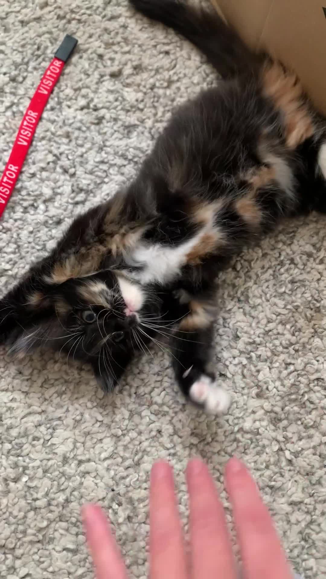 Mixed Breed cats for sale: Two girls and a boy Kuril bobtail mix - Video 1