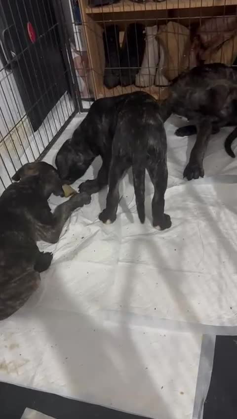 Mixed Breed dogs for sale: Pure Cane corso / pure presa canario puppies. - Video 3