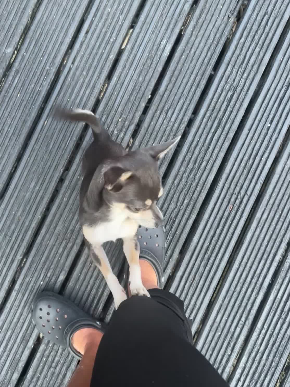 Chihuahua dogs for stud:  Stud chiuhua  - Video 1