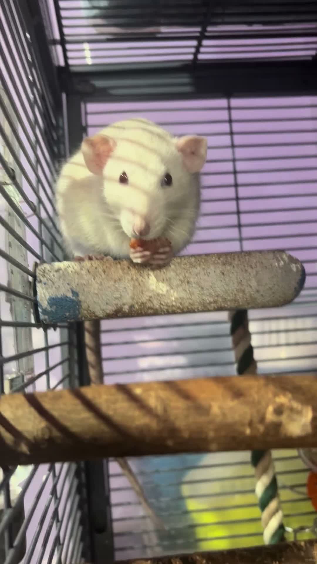 Rat rodents for sale: Neutered male rat , ( snoopy ) - Video 1