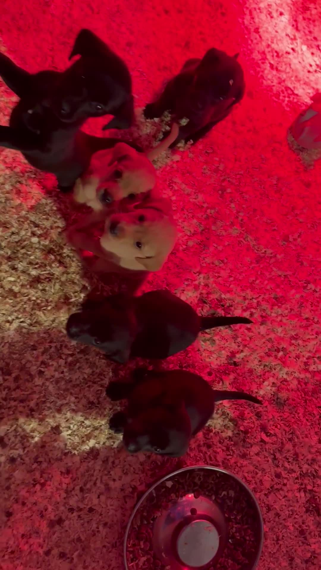 Labrador Retriever dogs for sale: Labrador puppies from working lines - Video 2