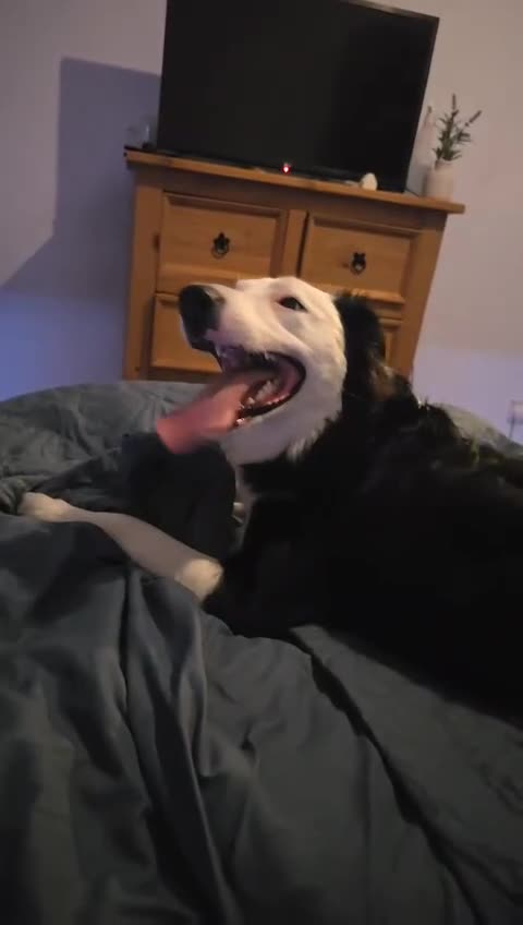 Border Collie dogs for sale: 10 month old male collie for a good home - Video 1