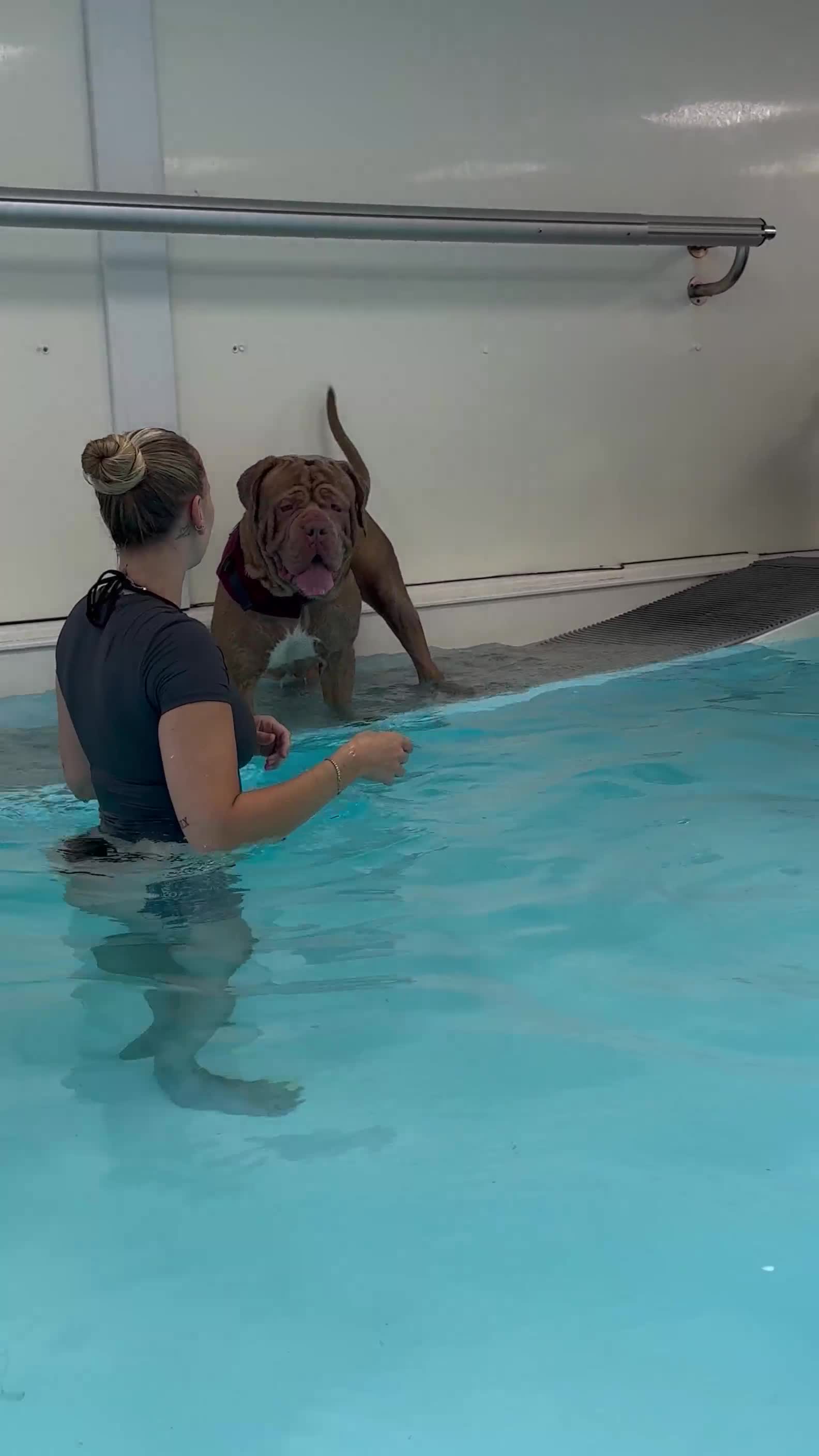 Mastiff dogs for stud: Neapolitan Mastiff cross (Sabre) - Video 2