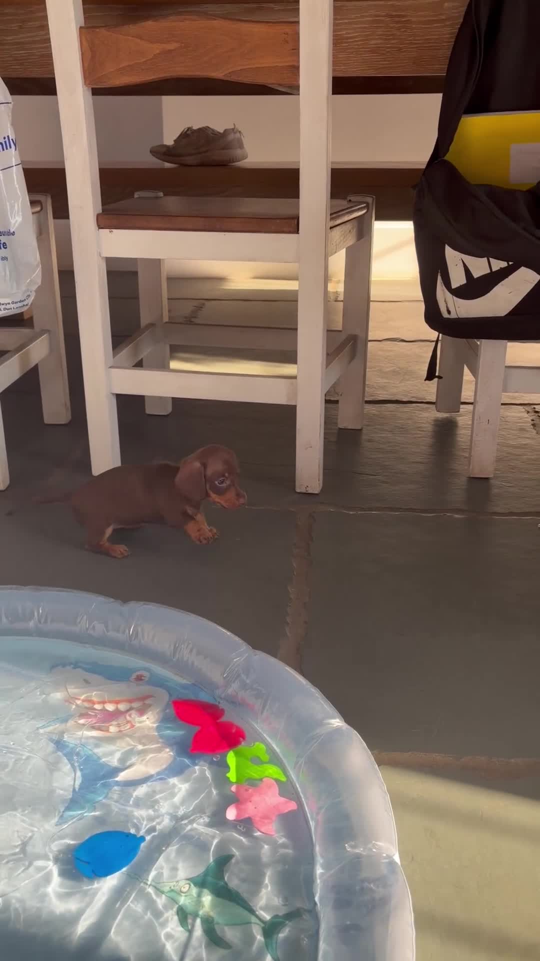 Miniature Dachshund dogs for sale: Smooth-haired miniature dachshund (last one!) - Video 3