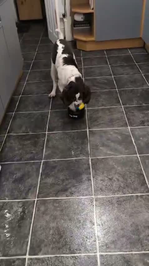 Mixed Breed dogs for adoption: 💙TOMMY THE SPANIEL💙-CLEVER, LOVING SPECIAL BOY  in High Peak - Video 3