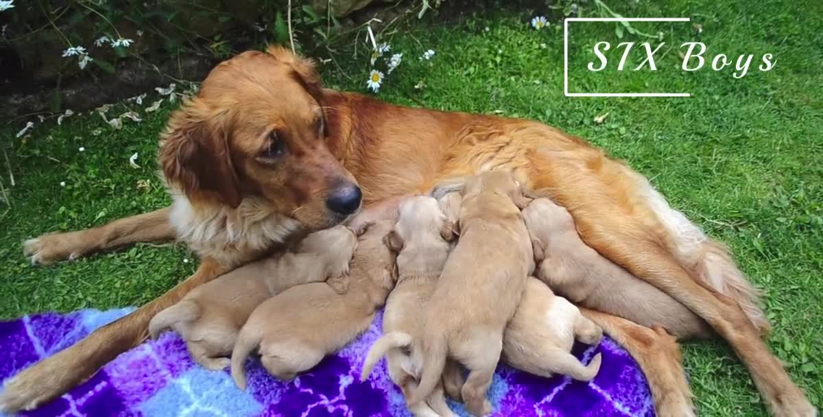 Golden Retriever dogs for sale: READY GOLDEN RETREVER KC PUPPIES - Video 2