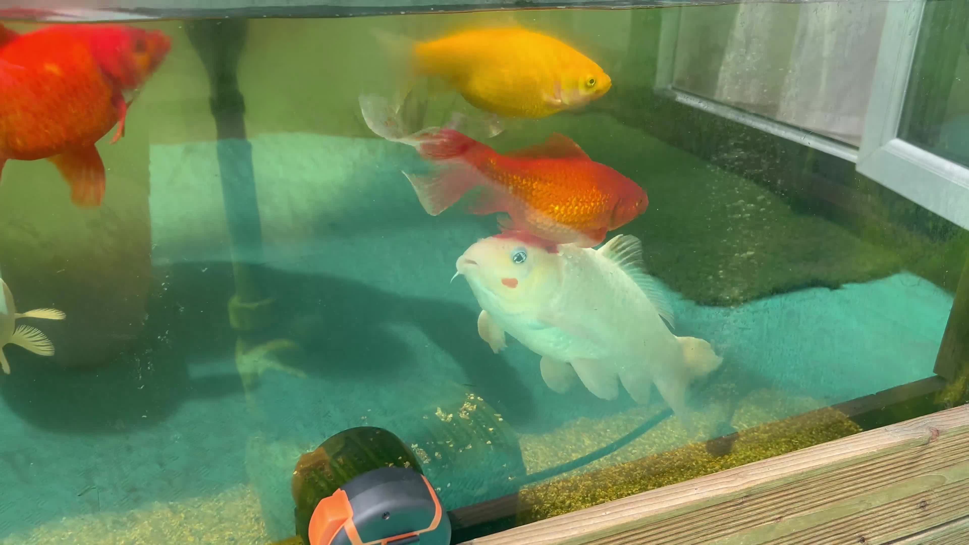 Koi Carp fish for sale: Koi Carp ‘Roy the Koi’ very friendly  in Chelmsford - Video 1
