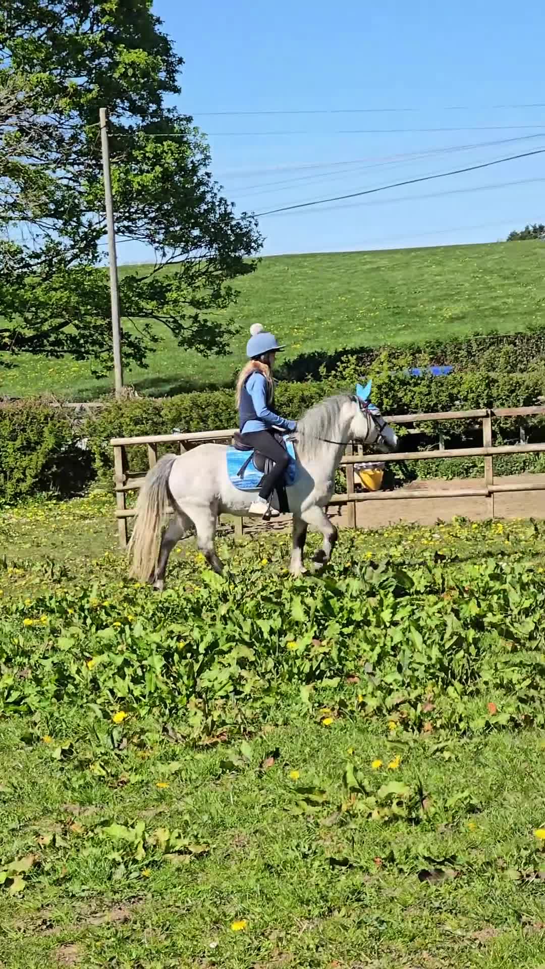 Irish Cob horses for sale: Welsh grey gelding 12hh bold, brave & safe - Video 2