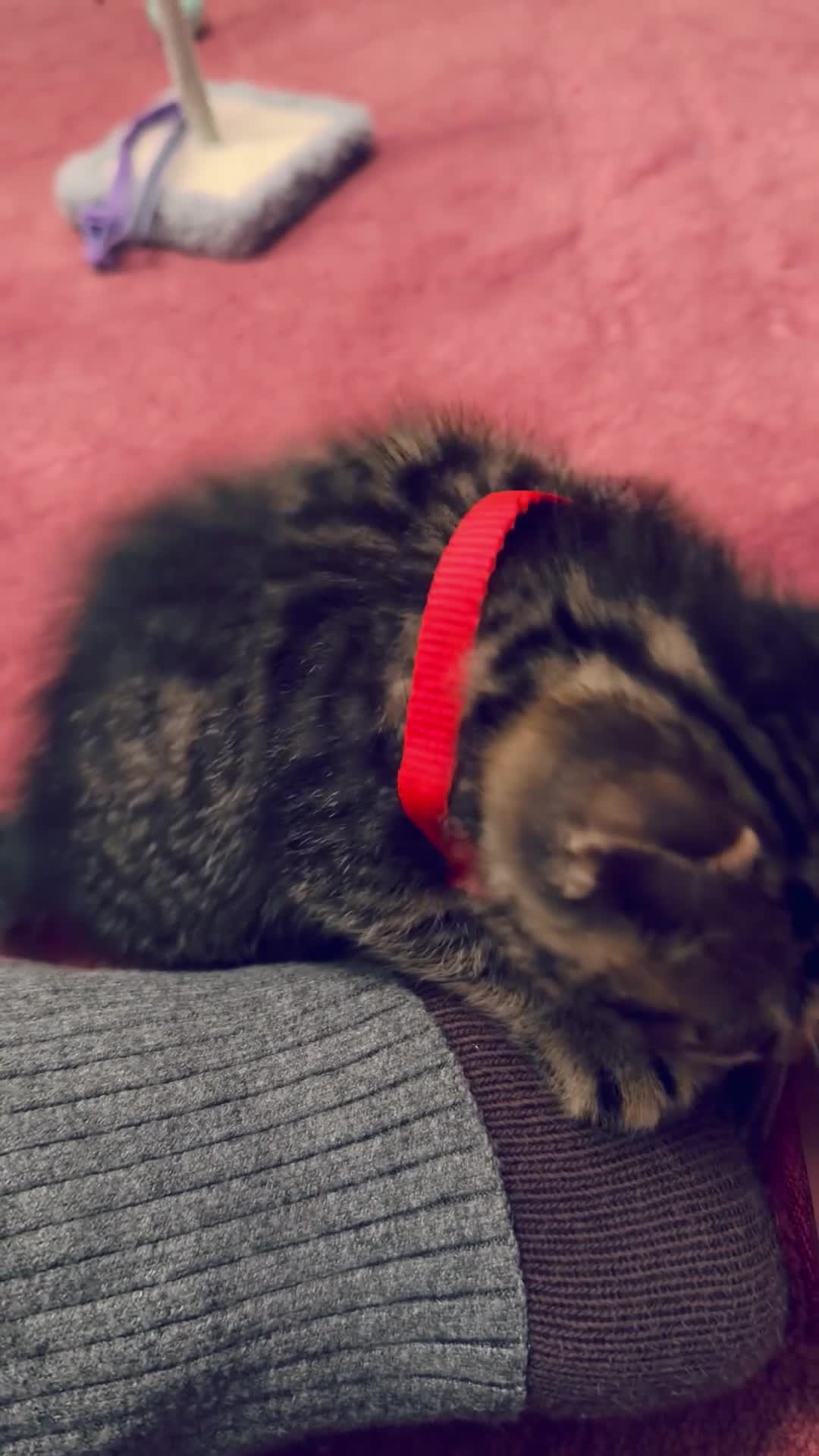 British Shorthair cats for sale: Beautiful British Tabby with Father Pedigree  - Video 1