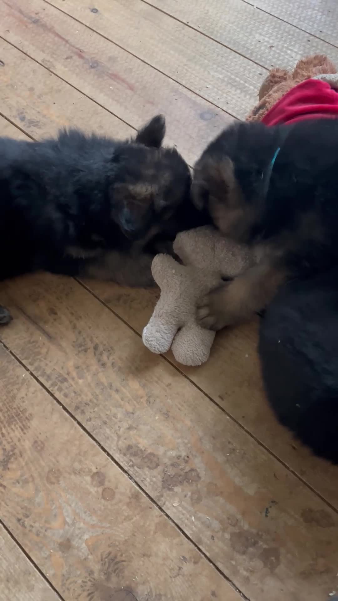 German Shepherd dogs for sale: German shepherds pups - Video 1