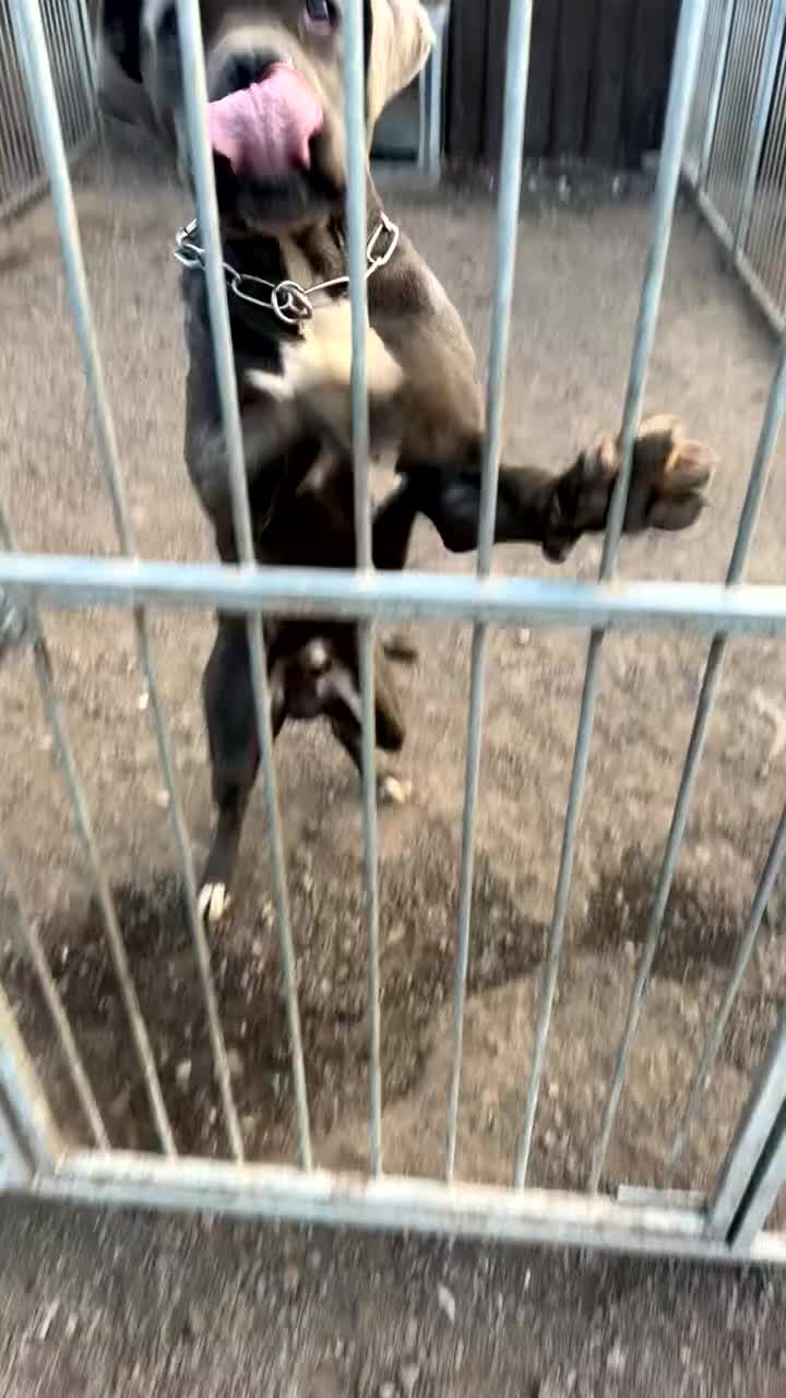 Cane Corso dogs for sale: Exceptional Male Cane Corso – Kano - Video 4