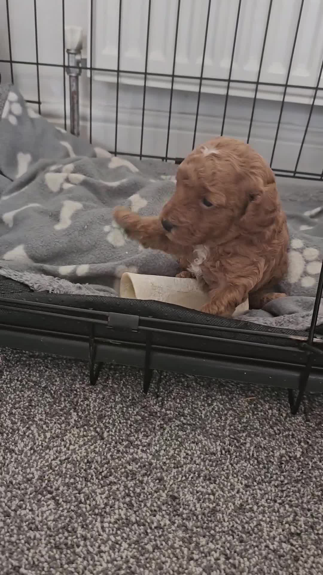 Toy Poodle dogs for sale: Red toy poodle boy in Spennymoor - Video 1