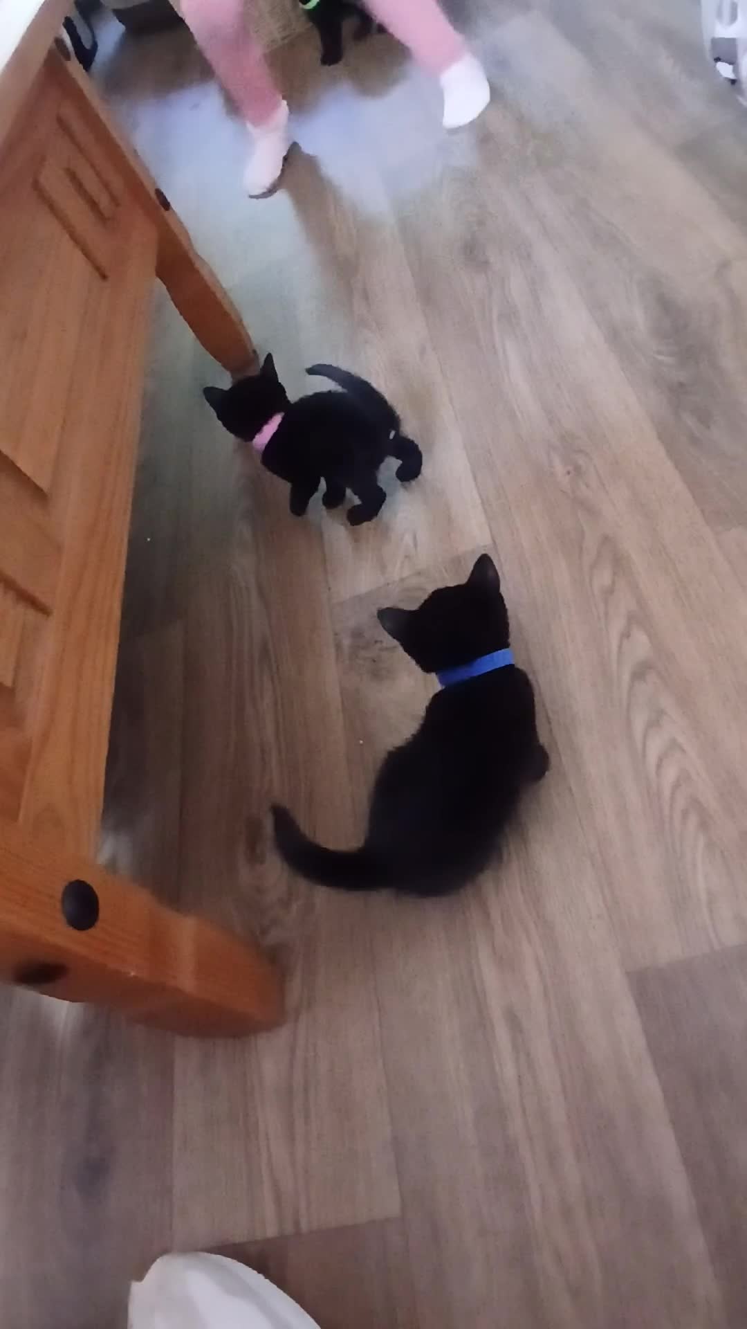 Mixed Breed cats for sale: All kittens are very playfully and very cute in Wakefield - Video 3