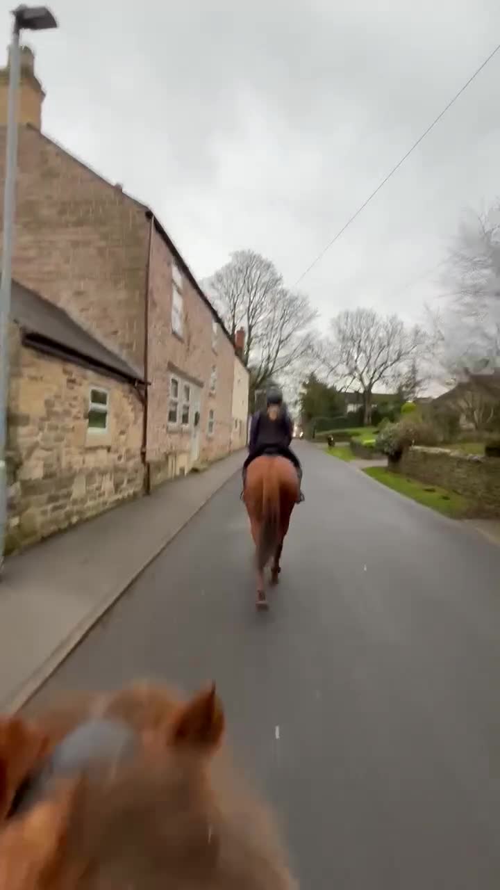 English Thoroughbred horses for sale: 16.2 Chestnut TB Mare - Video 3