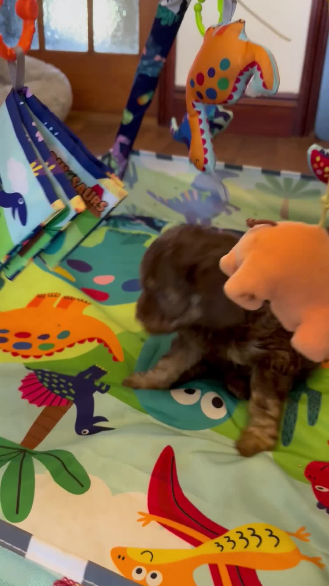 Cavapoo dogs for sale: Extensively health tested Cavapoo Pups - Video 1