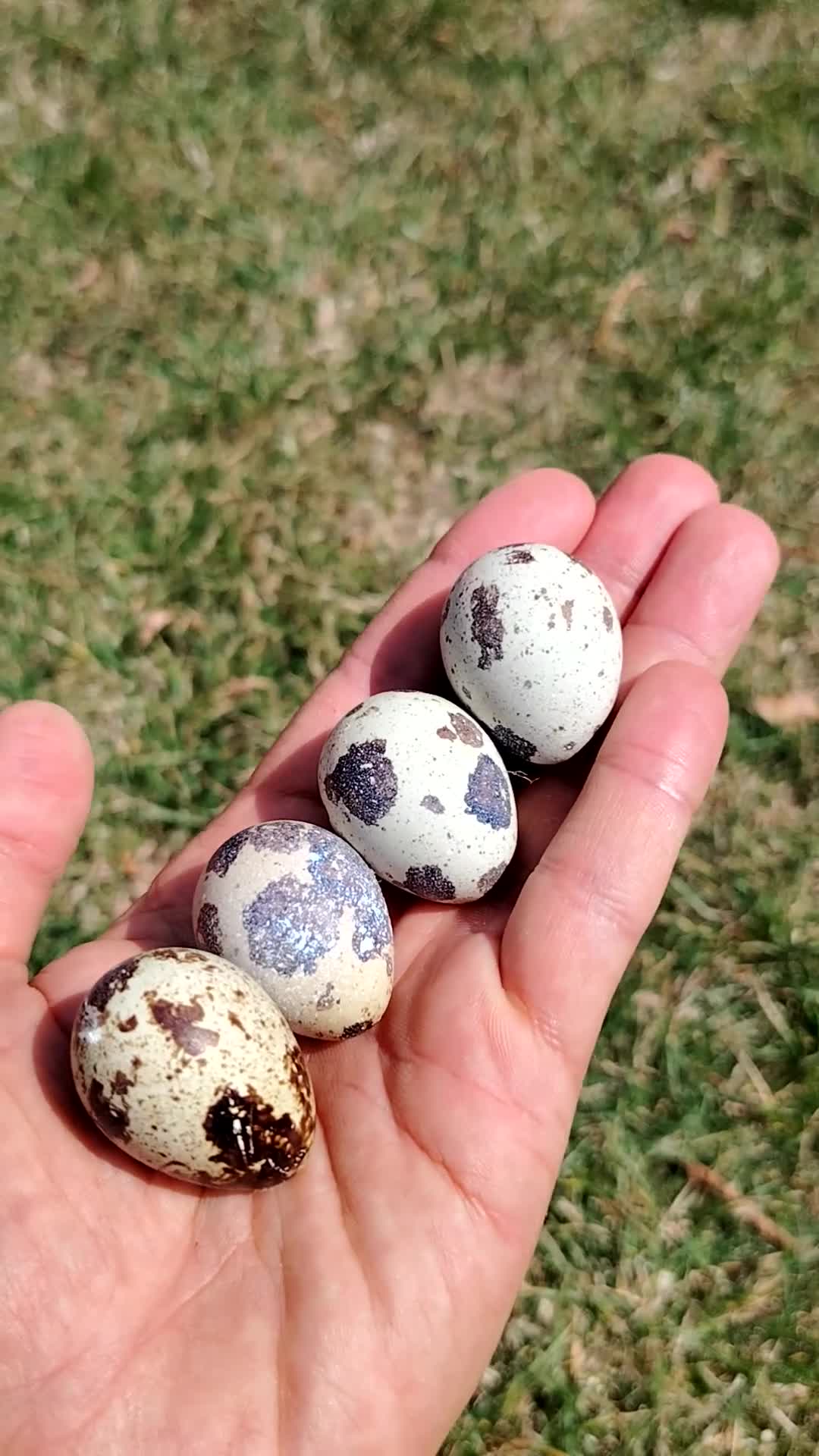 Quail poultry for sale: Fertile Quail Hatching Eggs – Mixed Colours - Video 1