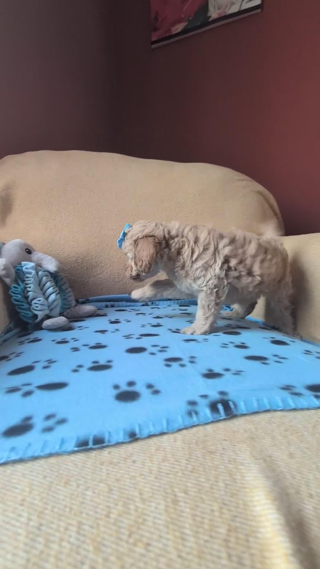 Maltipoo dogs for sale: Stunning Toy Maltipoo Puppies  - Video 1