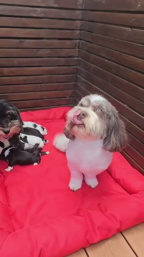 Havanese dogs for sale: Stunning Havanese Puppies - Video 2