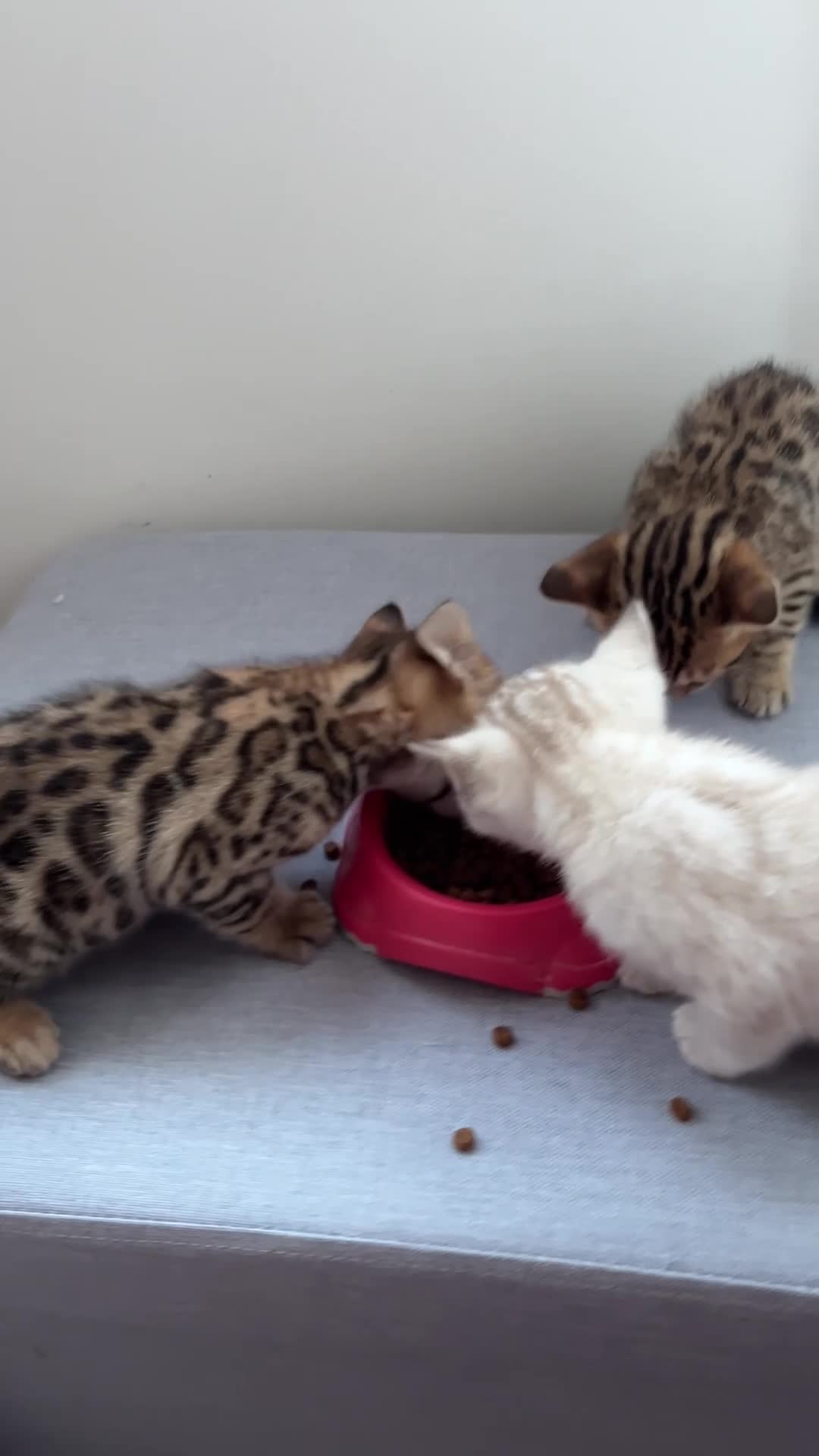 Bengal cats for sale: Beautiful pedigree bengal cats  - Video 1