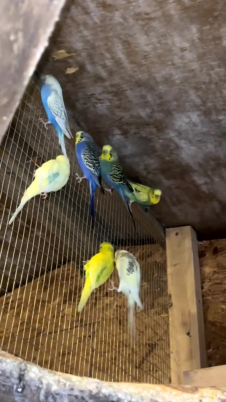 Budgerigars birds for sale: Budgies  - Video 1