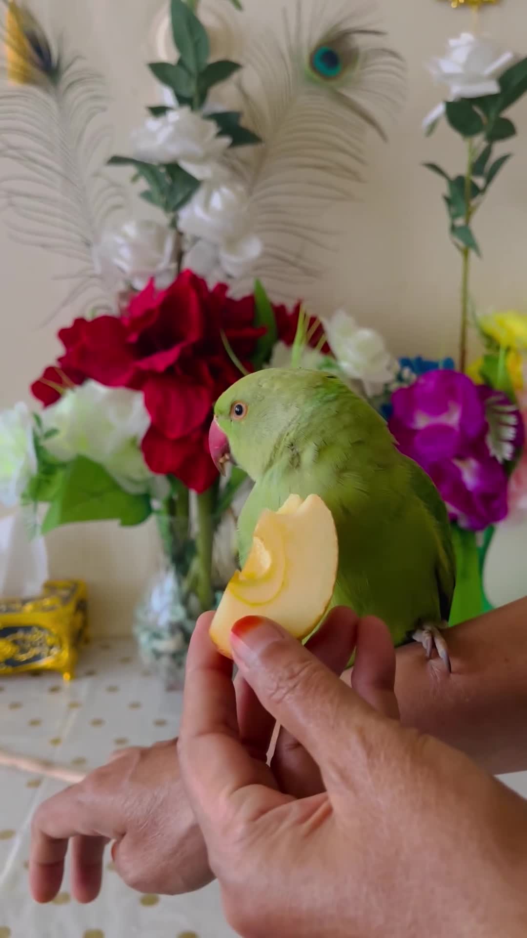 Ringnecks birds for sale: Hand Tamed/Untamed Gorgeous Ringneck for Sale - Video 1