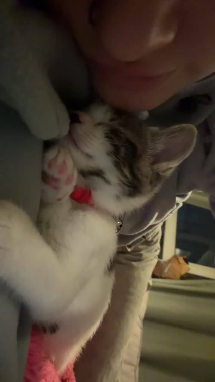 Mixed Breed cats for sale: Playful and loving boy in Solihull - Video 2