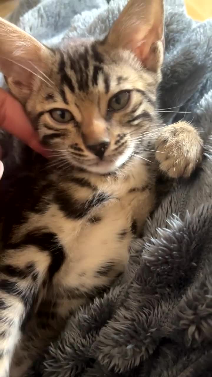 Bengal cats for sale: Mom and daughter kitten  ✨😻 - Video 2