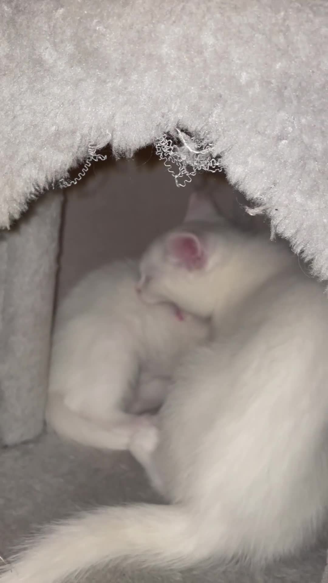 Turkish Angora cats for sale: Stunning Turkish Angora Kittens – Ready Now! 🐾 - Video 1